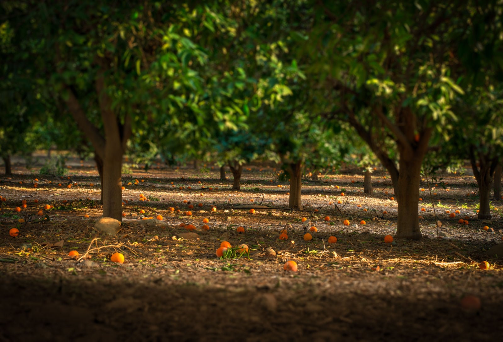 lo150127-7188hdr-citrus-orchard-end-of-reeves-rd-ojai