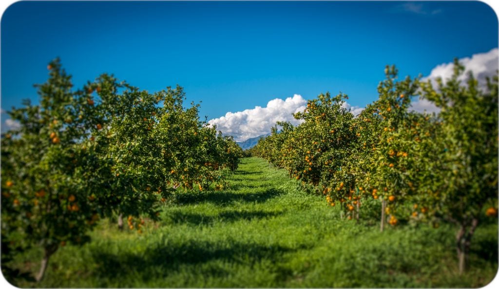 hi150127-5878-edit-citrus-orchard-ojai - SOAR